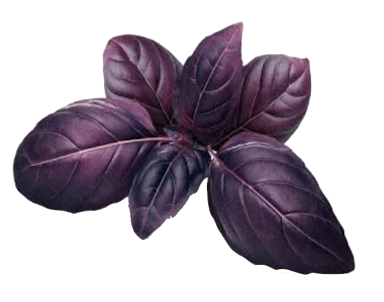 Plant Basil Red Shiraz