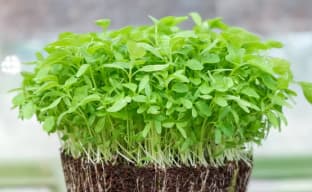 Microgreens