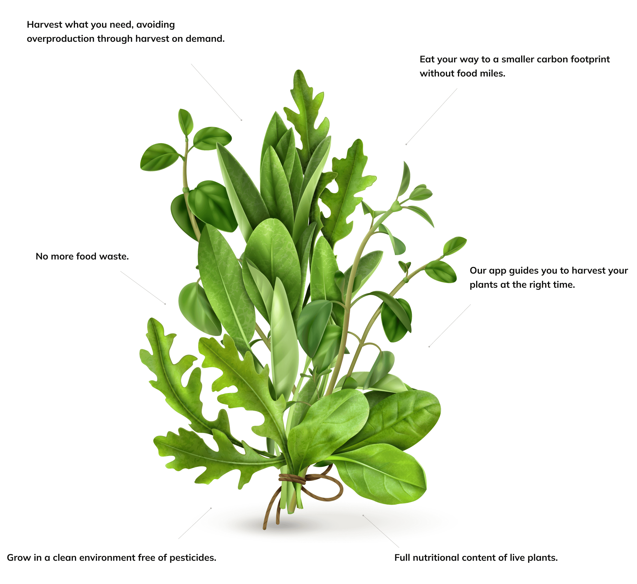 plant image