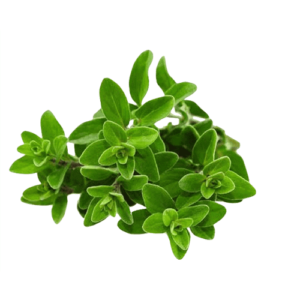 Plant preview