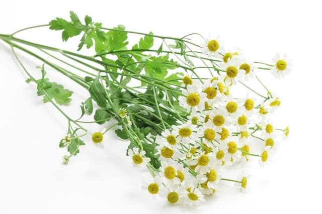 Feverfew