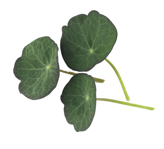 Nasturtium Blue Pepe