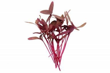 Plant Red Amaranth