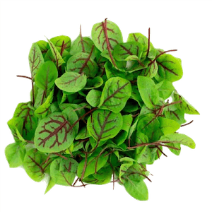 Red Sorrel