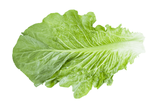 Lettuce Lobjoits Green Cos