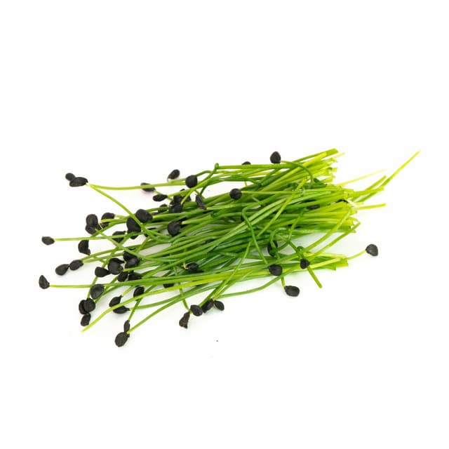 Garlic Chive