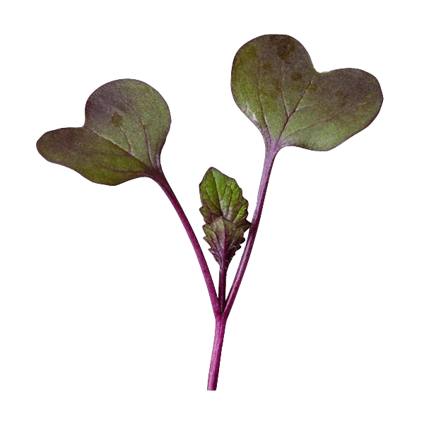 Red Rioja Radish