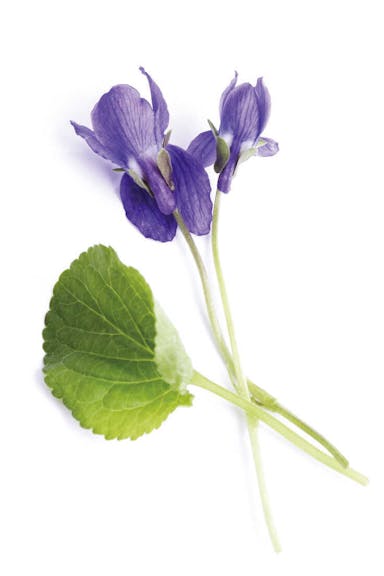 Plant Viola