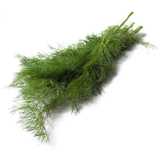 Green Fennel