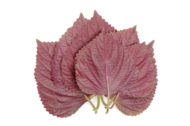Plant Red Shiso