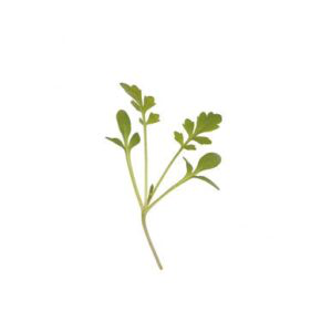 Cardamom
