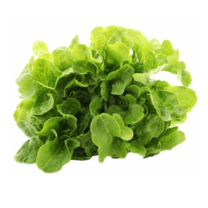 Lettuce Green Oak Leaf