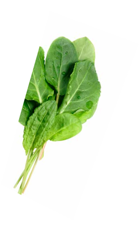 Green Sorrel